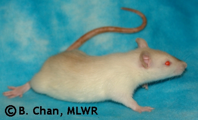 MLWR Helper Dog - 46 days