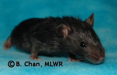 MLWR Internet Forever - 20 days