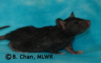 MLWR Internet Forever - 25 days