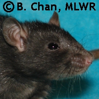 MLWR Internet Forever