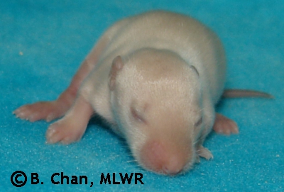 MLWR Helper Dog - 10 days