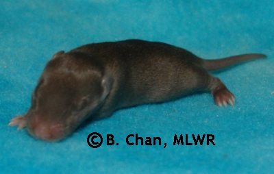 MLWR Simple Dog - 10 days
