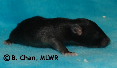 MLWR Parp - 13 days