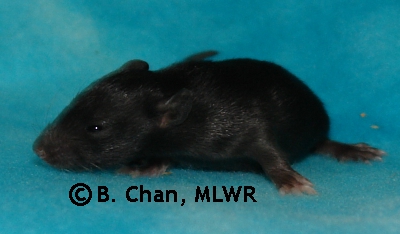 MLWR Parp - 15 days