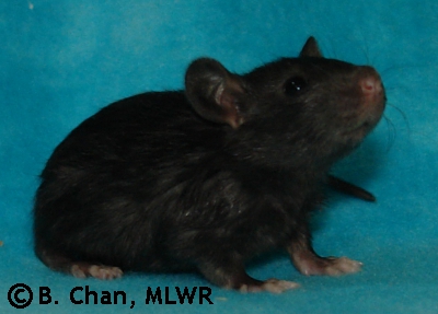 MLWR Parp - 20 days