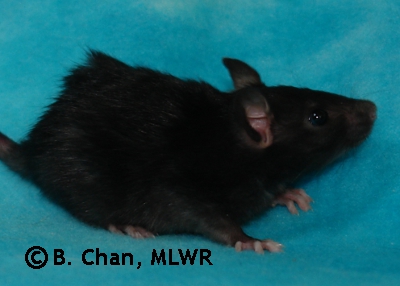 MLWR Parp - 25 days