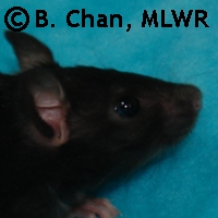 MLWR Parp