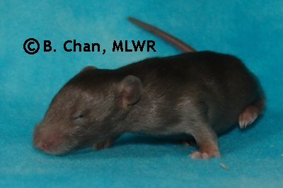 MLWR Simple Dog - 15 days