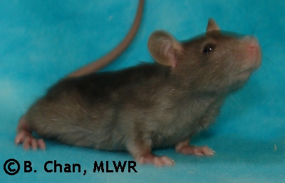 MLWR Simple Dog - 25 days