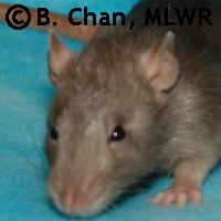 MLWR Simple Dog
