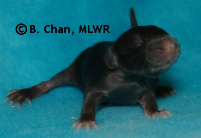 MLWR The Alot - 13 days
