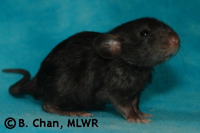 MLWR The Alot - 20 days
