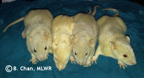 Whole litter