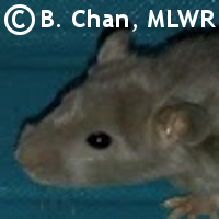 MLWR Instinct