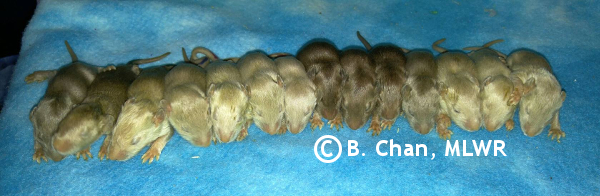 Whole litter