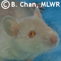 MLWR Mr. Mittens