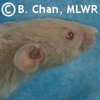 MLWR Scruffy