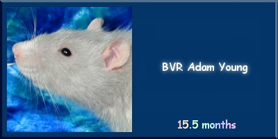 BVR Adam Young