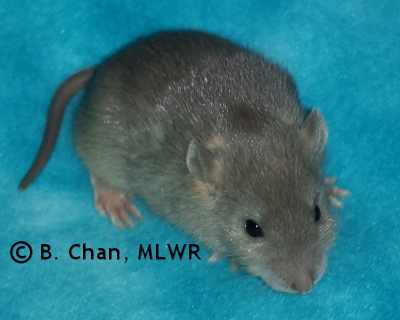 MLWR Agnes
