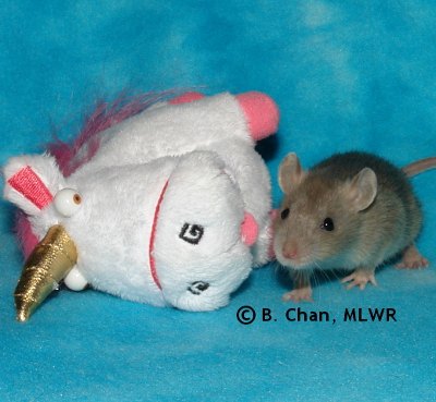 MLWR Agnes