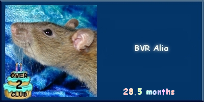 BVR Alia