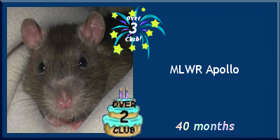 MLWR Apollo