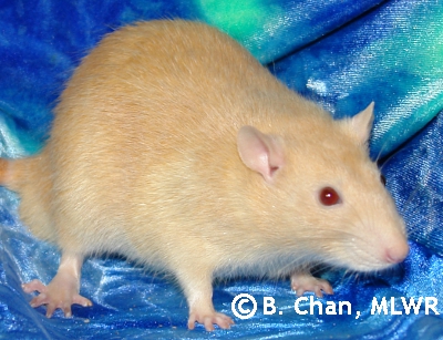 Archimedes