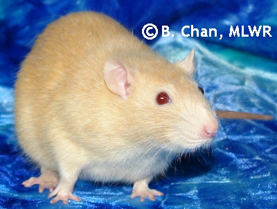 Archimedes