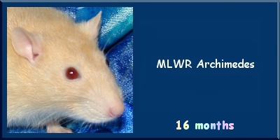 MLWR Archimedes