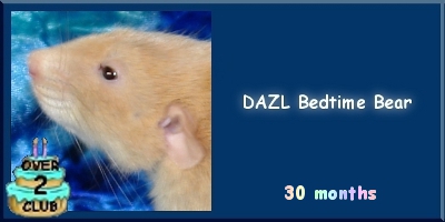 Bedtime Bear