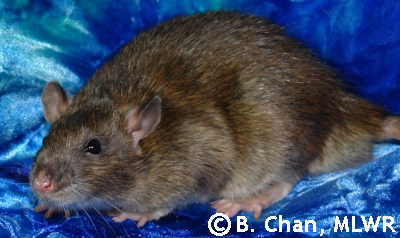 Chichiri