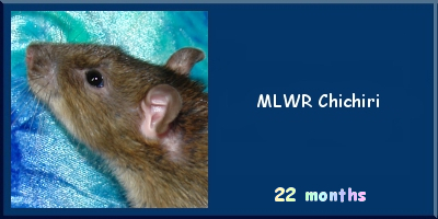 MLWR Chichiri