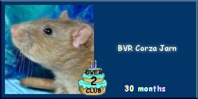 BVR Corza Jarn