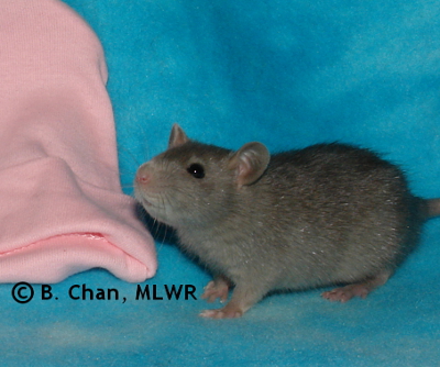 MLWR Edith