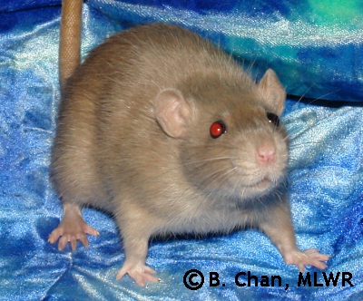 TMCC Ellie