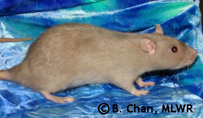 TMCC Ellie