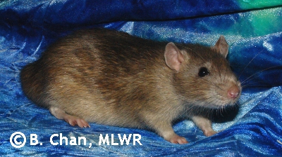 MLWR God of Cake