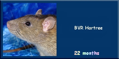 BVR Hartree
