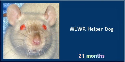 MLWR Helper Dog