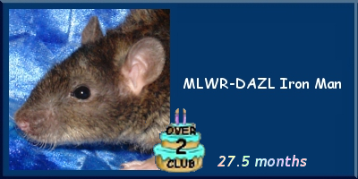 MLWR-DAZL Iron Man