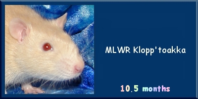 MLWR Klopp'toakka