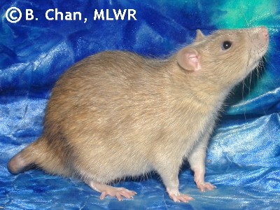 MLWR Logan Thackeray