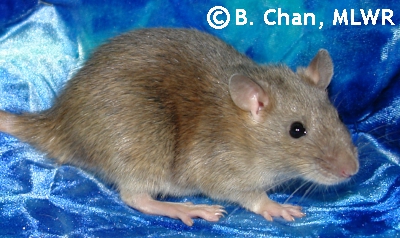 Miaka