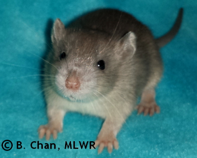 MLWR Minion