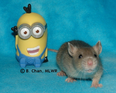 MLWR Minion