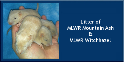 Litter of MLWR Mountain Ash x MLWR Witchhazel