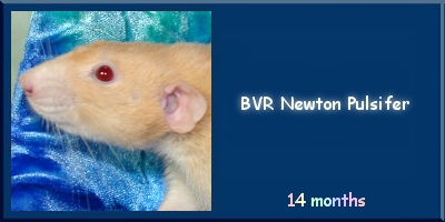 BVR Newton Pulsifer