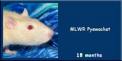 MLWR Pyewacket