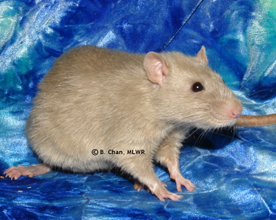 MLWR Queso Rellano