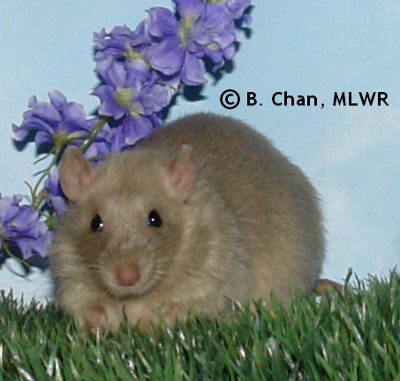 MLWR Queso Rellano